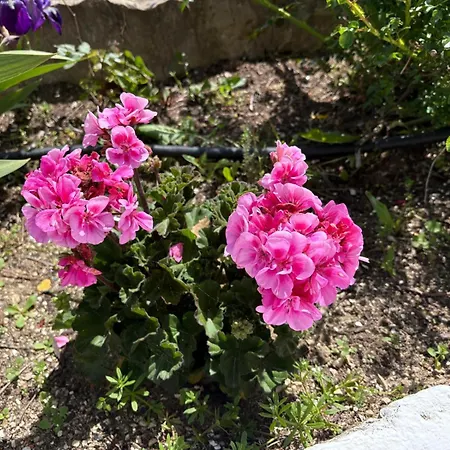 بيت للعطل Catalina *